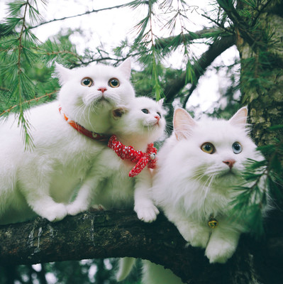 high liquidity ai crypto futures platform adl kenya